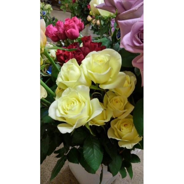 切り花 苗 バラ」の人気商品一覧 | 安い商品を通販サイトから探す