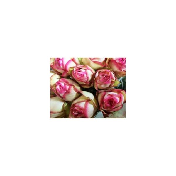 切り花 苗 バラ」の人気商品一覧 | 安い商品を通販サイトから探す