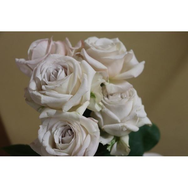 morinouen-store_19baraimaikn30