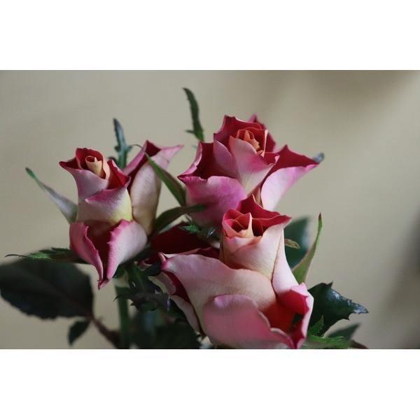 さゆりん」 切り花品種バラ苗 レアバラ 4点 さゆりん」 切り花品種バラ