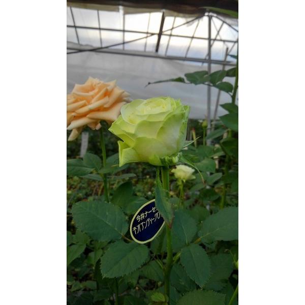 morinouen-store_19baraimakn29-