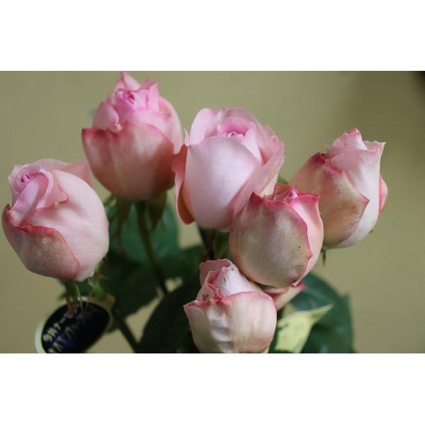 morinouen-store_19baraimakn29-