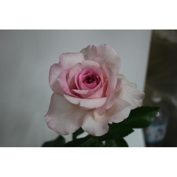 切り花 苗 バラ」の人気商品一覧 | 安い商品を通販サイトから探す