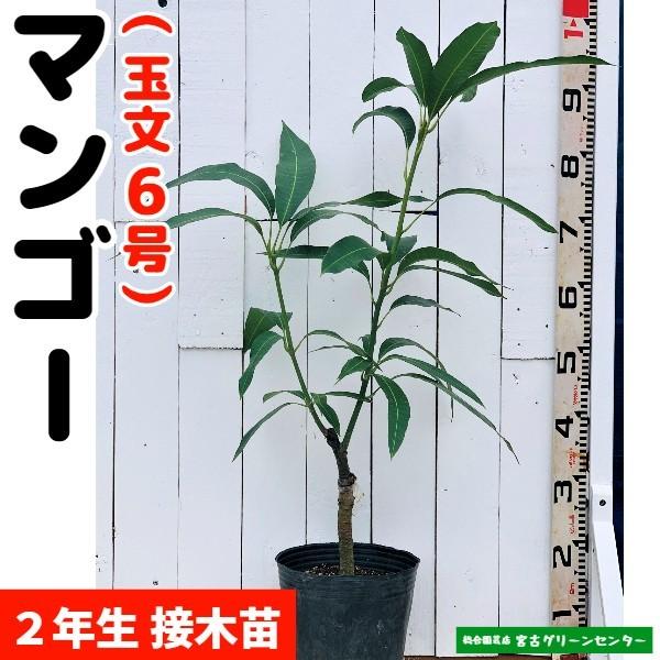 マンゴー苗 【玉文6号】 接木苗 2年生 21cmポット 熱帯果樹苗 : 宮古