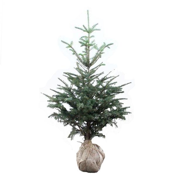 もみの木 (ウラジロモミ) 樹高1.2m前後 (根鉢含まず)単品 本物の