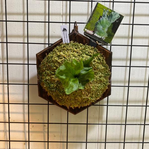 ワンダエ ドワーフ アンド カーリング 4 P.wandae 'Dwarf & Curling