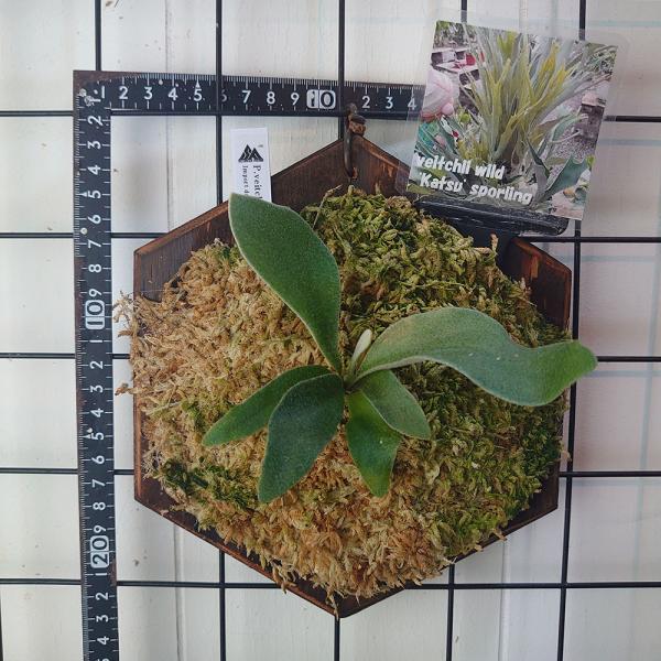 ベイチーカツ スポア P. Veitchii Katsu spore : サイエンスファーム