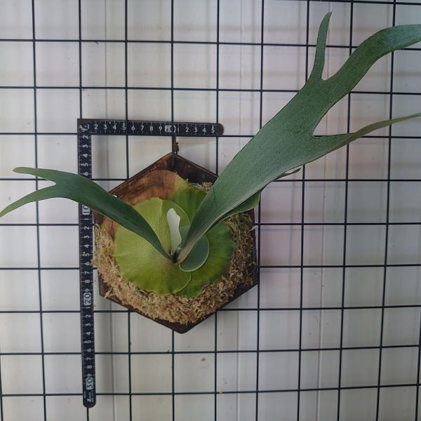 ホワイト ミスターオート P. 'White Mr Oat'（peevia） 一点物 検