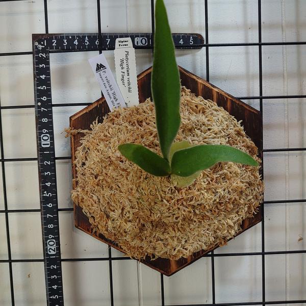 ベイチー ハイフィンガーTC P.Veitchii High finger TC 輸入株 一点物