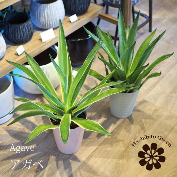 観葉植物 アガベ 5号」の人気商品一覧 | 安い商品を通販サイトから探す