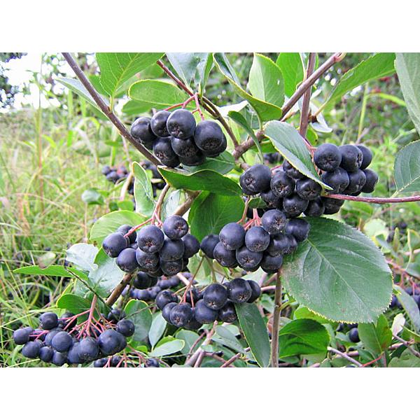 アロニア（冷凍果実）2Kg 北海道産【9月上旬出荷開始】 : 旬をお