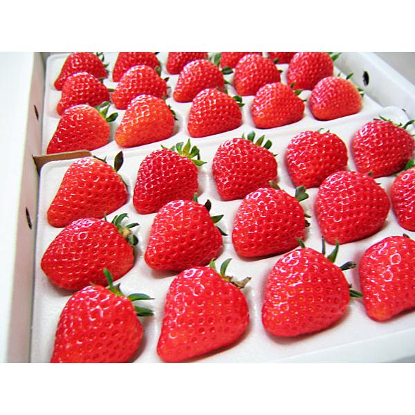 夏いちご 2L-L300g(20〜24粒)×2トレー（計600g）北海道産 夏イチゴ