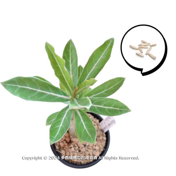 succulent-saika_adenium-