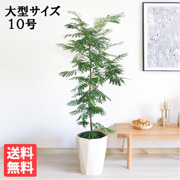 エバーフレッシュ ネムノキ 大型 大鉢 10号 観葉植物 おしゃれ 鉢植え