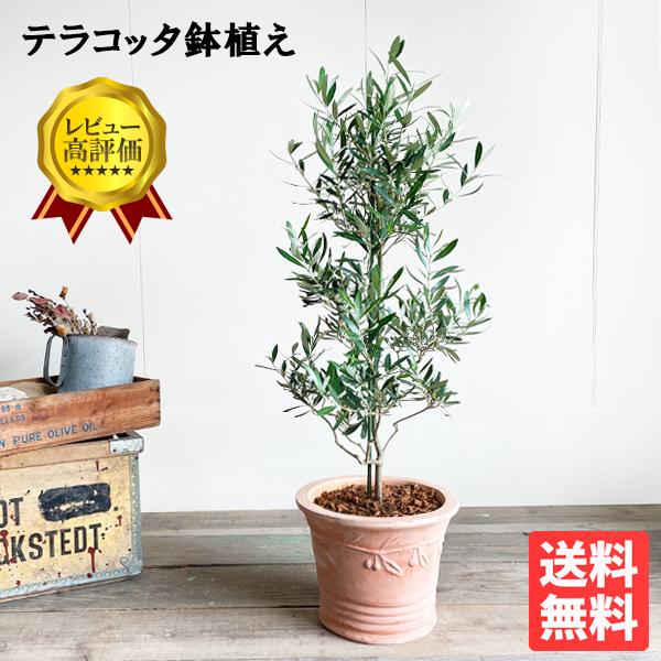 オリーブの木 オリーブ 鉢植え テラコッタ鉢植え 素焼き鉢 送料無料