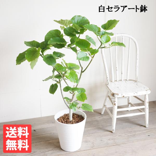 フィカス ウンベラータ 観葉植物 ホワイトセラアート鉢 8号 ゴムの木