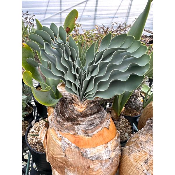 現品限り】ブーファン・ハエマンソイデス 1年管理 おそらく発根済み