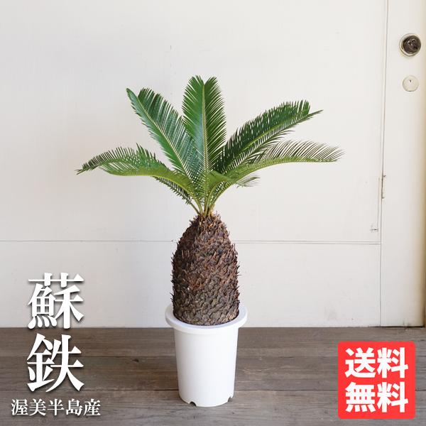 蘇鉄 大きめ ソテツ 観葉植物 庭木 シンボルツリー 渥美半島 丈夫 送料