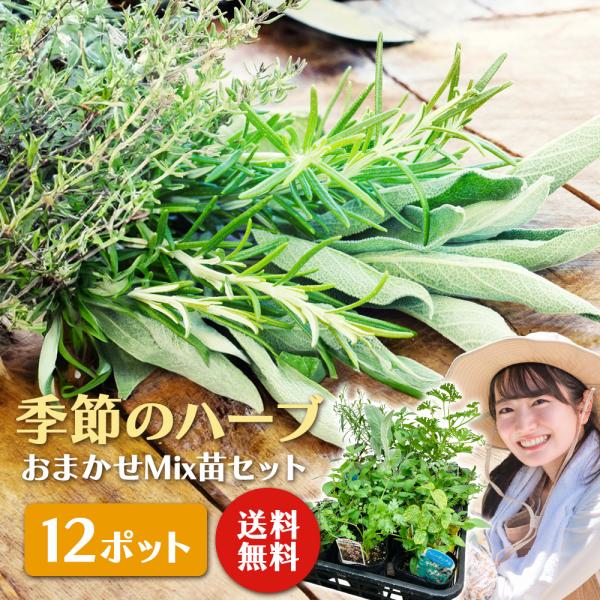 土っ子倶楽部 くらしを豊かに！ 季節のハーブ おまかせ 12ポット Mix