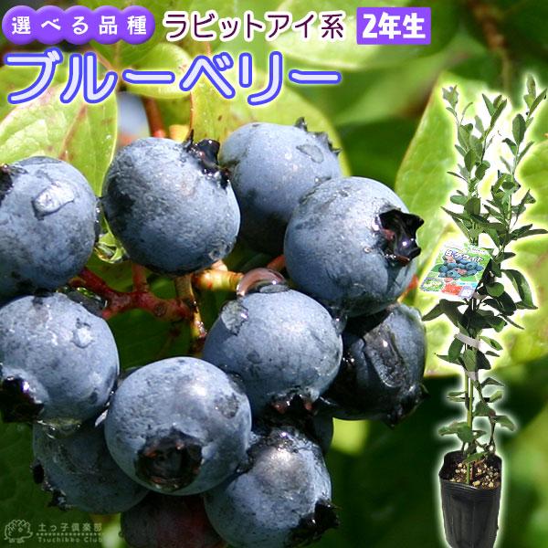 ブルーベリー 『 ラビットアイ系 』 （ 2年生 ） 3.5号ポット苗