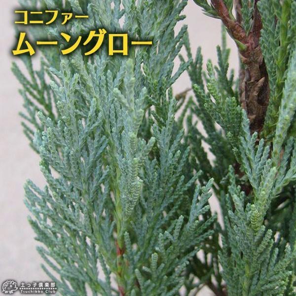 コニファー 『 ムーングロー 』 15cmポット苗 : 花と緑の専門店 土っ子