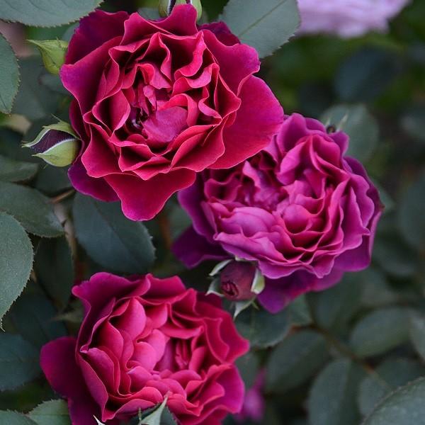 苗 バラ 赤」の人気商品一覧 | 安い商品を通販サイトから探す - 価格.com