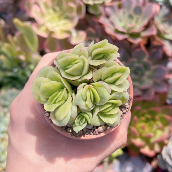 ruruplant-store_2024045