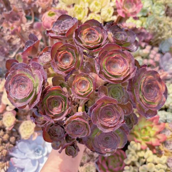 ruruplant-store_2025207