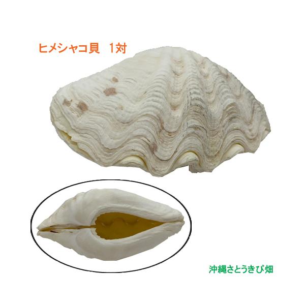 ヒメシャコガイ（ヒメジャコガイ）の貝殻 1対 : りゅうか商事 - 通販