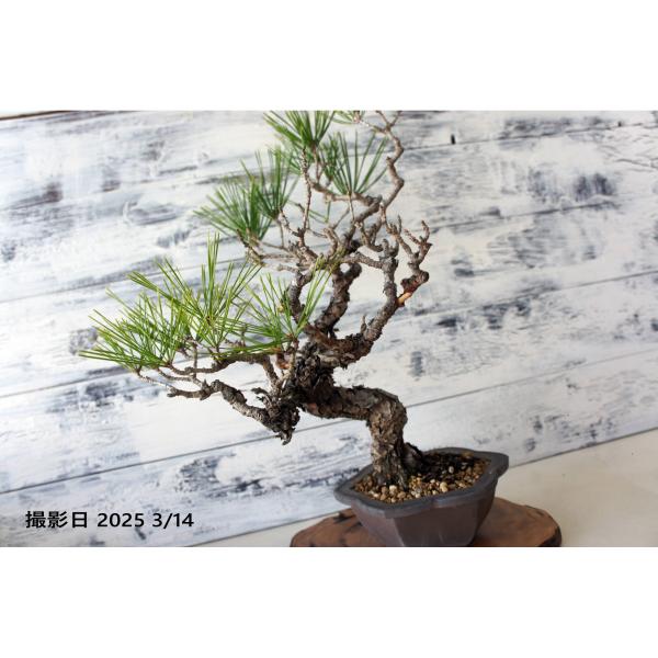 盆栽 『赤松』 和風 インテリア 松 春 園芸 ガーデニング オブジェ