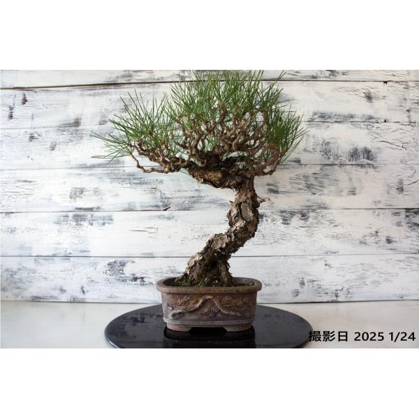 wooddrops_bonsai029