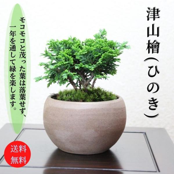 津山檜盆栽 ミニ盆栽 bonsai ぼんさい ひのき 初心者 入門 ギフト