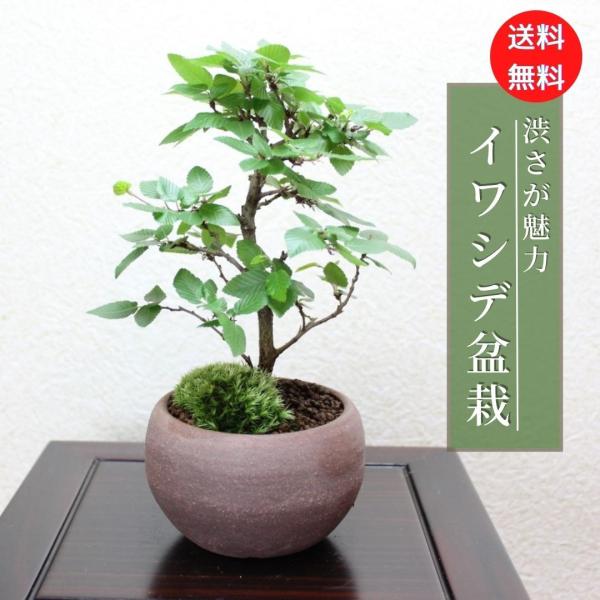 イワシデ盆栽 岩四手 いわしで 岩しで 小品盆栽 bonsai 送料無料