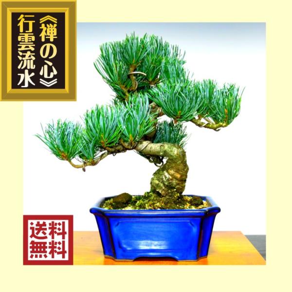 wagokorobonsai_hb0056