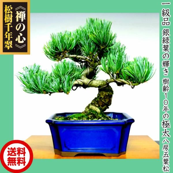 wagokorobonsai_wb0048