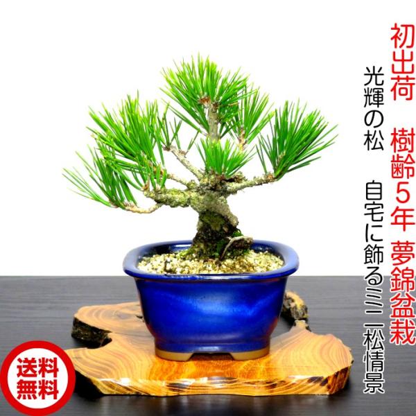 wagokorobonsai_wb00103