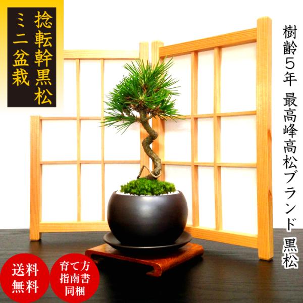 wagokorobonsai_wb0079a