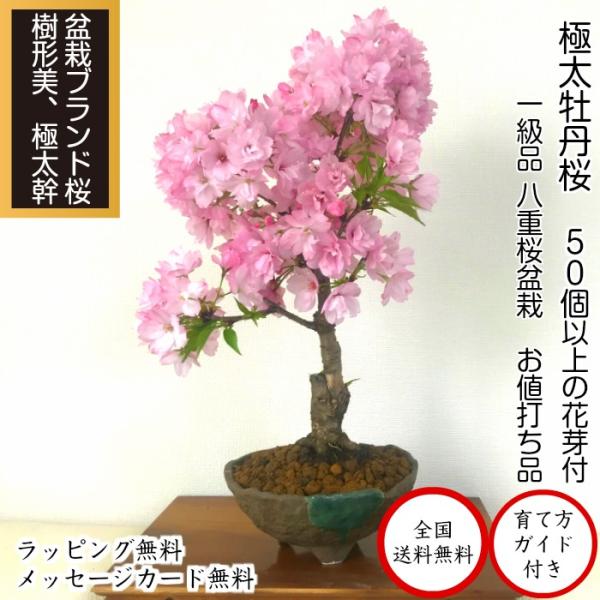 wagokorobonsai_wb0084a