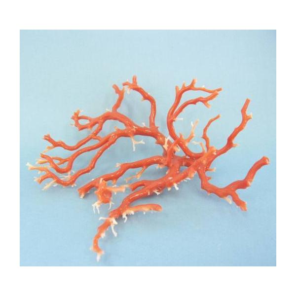 tosasangoya_r2psh10-57y