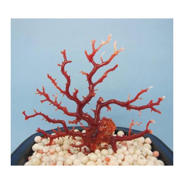 tosasangoya_r3ash11-68y