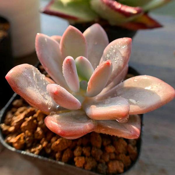 農園直売 多肉植物 寄せ植え パキフィツム属 ピンクバニー 可愛い 抜き