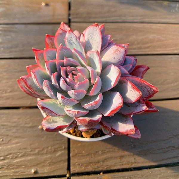 農園直売 多肉植物 寄せ植え エケベリア属 バイオレットクイーン（2-3