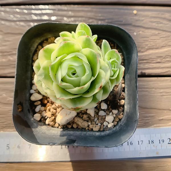 農園直売 多肉植物 寄せ植え グリーノビア属 オーレア覆輪錦（群
