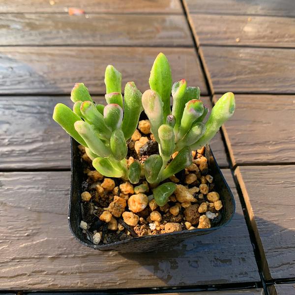 農園直売 多肉植物 寄せ植え ゴーラム錦（群） 観葉植物 インテリア