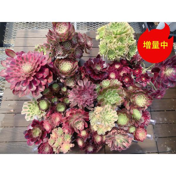 期間限定増量 農園直売 送料無料 多肉植物 アエオニウム属、1点選べる