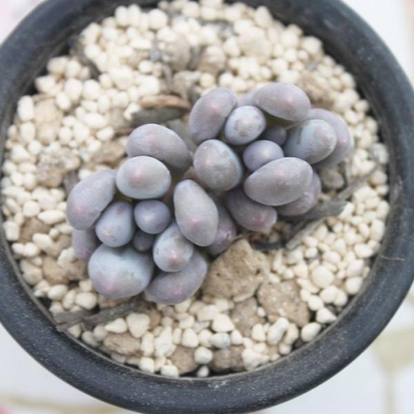 オレンジスノーボール 2寸ポット パキフィツム 弁慶草科 可愛い多肉