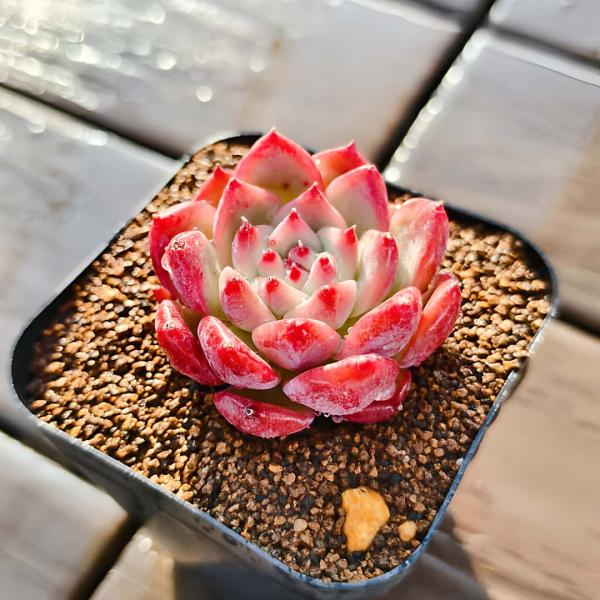 農園直売 多肉植物 寄せ植え エケベリア属 原種コロラータ 抜き苗 観葉