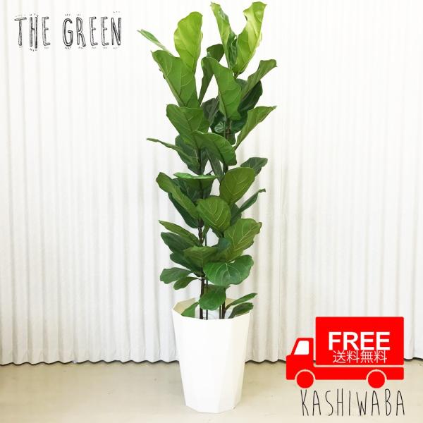 送料無料 カシワバゴム ゴムの木 フィカス リラータ 10号 観葉植物 10