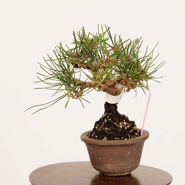 盆栽：三河黒松*現品 くろまつ クロマツ Kuromatsu bonsai ミニ盆栽