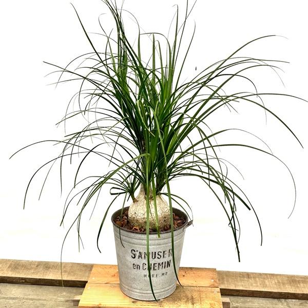 観葉植物 ノリナ：ポニーテール トックリラン 鉢植え*1番 現品をお届け